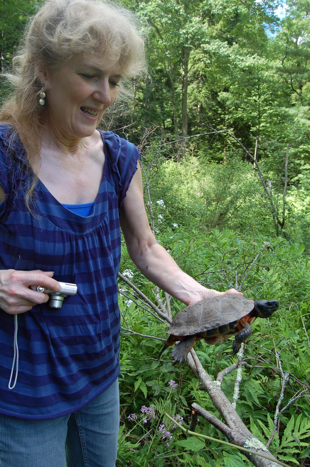 Wildlife rehabilitator Kathy Michell holds one of her study turtles during a walk we took in 2010. Wood turtles have a strong affinity for a home region of roughly 1/4 mile on either side of a favored stream, which makes them easy targets for poachers and highlights the importance of protecting such critical habitat for this threatened species...